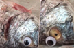 Kuwait store sticks Googly eyes on fish to make them look fresh; Police shuts their supply